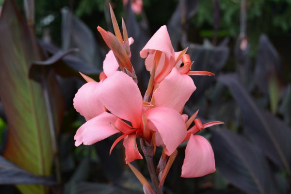 Canna 'Blueberry Sparkler'