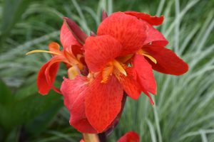 Canna CannaSol 'Cleo'