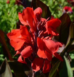 Canna Cannova 'Bronze Scarlet'