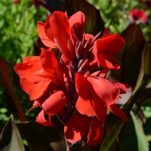 Canna Cannova 'Bronze Scarlet'