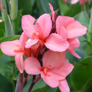 Canna Cannova 'Mango'