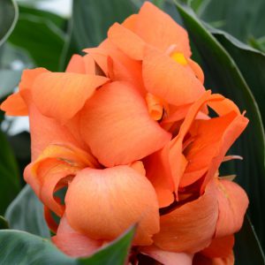 Canna Cannova 'Orange Shades'