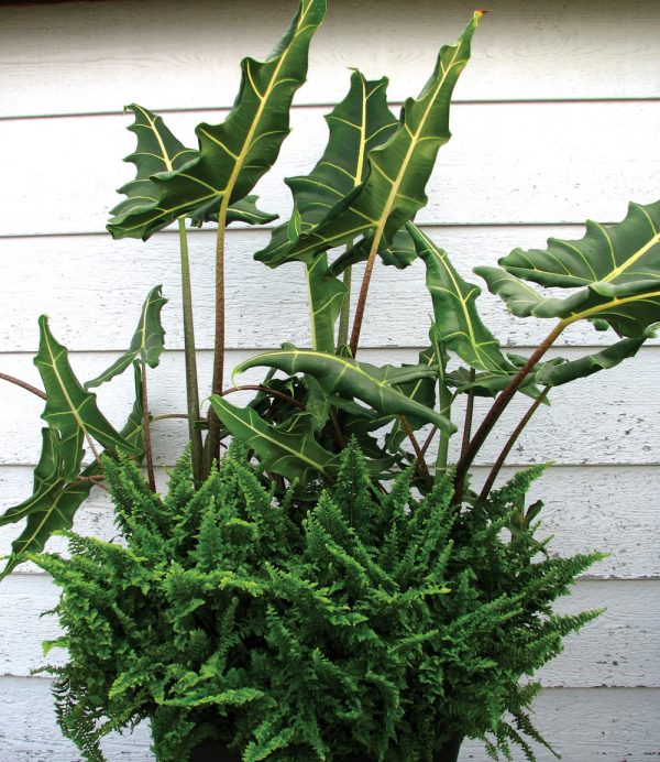 Alocasia 'Sarian'