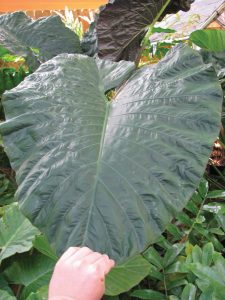 Alocasia 'Serendipity'