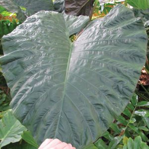 Alocasia 'Serendipity'