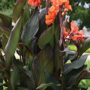 Canna Cannova Bronze Orange