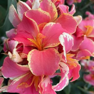 Canna Hawaiian Vibes