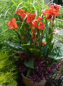 Canna série Cannova 'Red Shades'