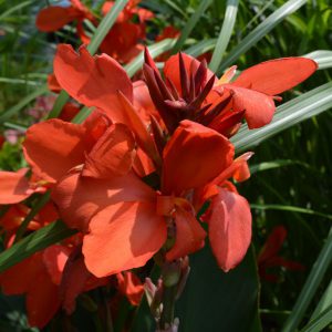 Canna série Cannova 'Red Shades'