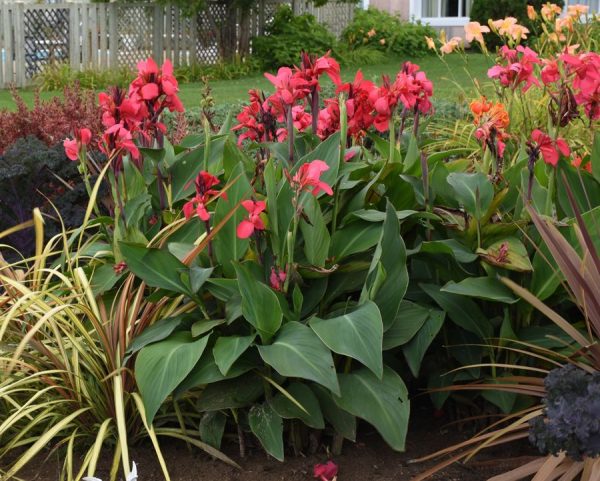 Canna série Cannova 'Rose'