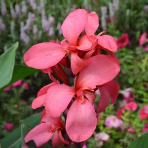 Canna série Cannova 'Rose'