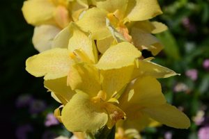 Canna série Cannova 'Yellow'