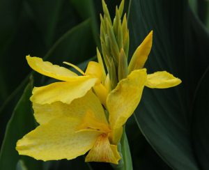 Canna série Cannova 'Yellow'