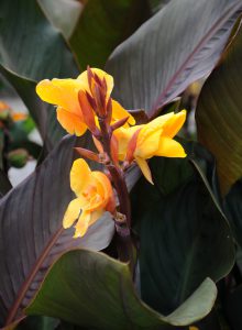 Canna 'Chocolate Sunrise'