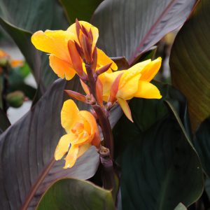 Canna 'Chocolate Sunrise'