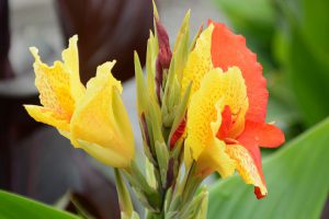 Canna 'Cleopatra'