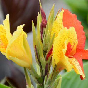 Canna 'Cleopatra'