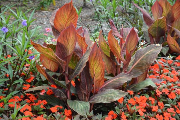 Canna 'Durban'