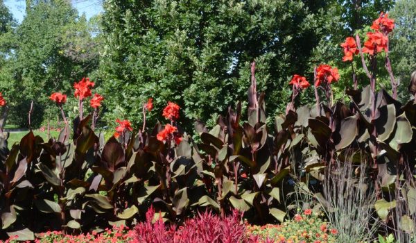 Canna 'Ebony Patra'