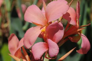 Canna 'Erebus'