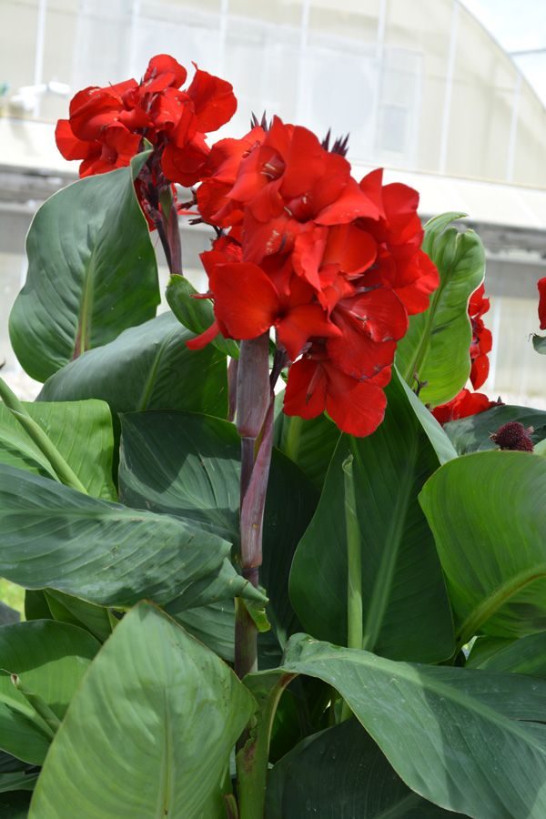 Canna 'Fire Dragon'