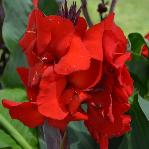 Canna 'Fire Dragon'