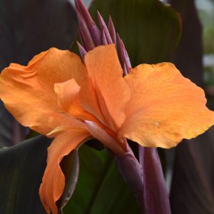 Canna 'Fogo Sunset'