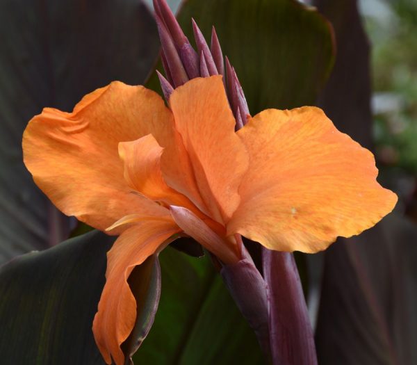 Canna 'Fogo Sunset'