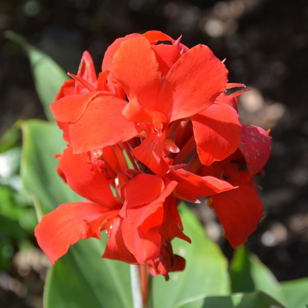 Canna 'Kreta'