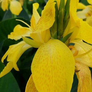 Canna Deluxe 'Lemon and Gin'