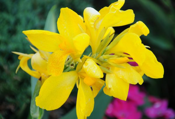 Canna 'Lemon Punch'