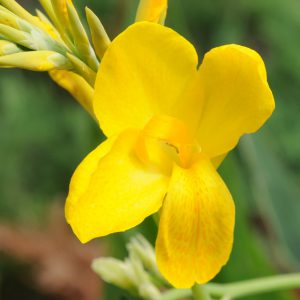 Canna 'Lemon Punch'