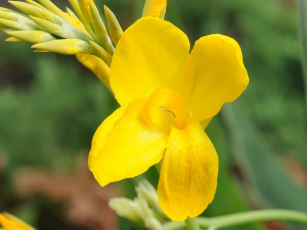 Canna 'Lemon Punch'