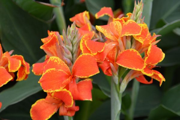 Canna 'Madeira'