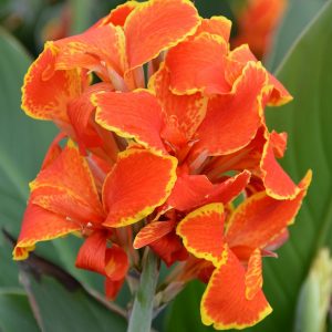 Canna 'Madeira'