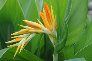 Canna 'Marmalade Skies'