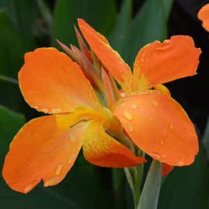 Canna 'Orange Punch'