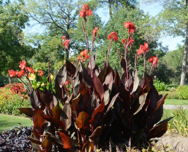 Canna 'Red Velvet Africa'