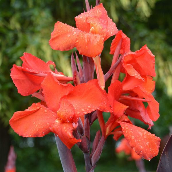 Canna 'Red Velvet Africa'