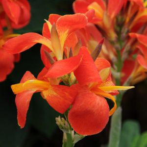 Canna 'South Pacific Scarlet'