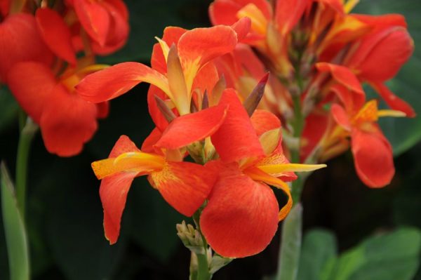 Canna 'South Pacific Scarlet'