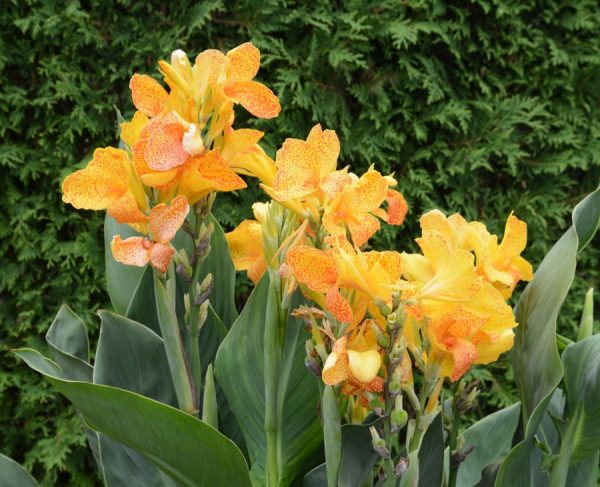 Canna Elite 'Starship'