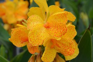 Canna Elite 'Starship'