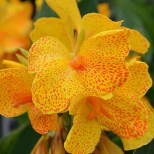 Canna Elite 'Starship'