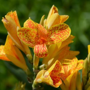 Canna 'Tenerife'