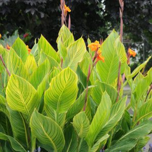 Canna 'Pretoria'