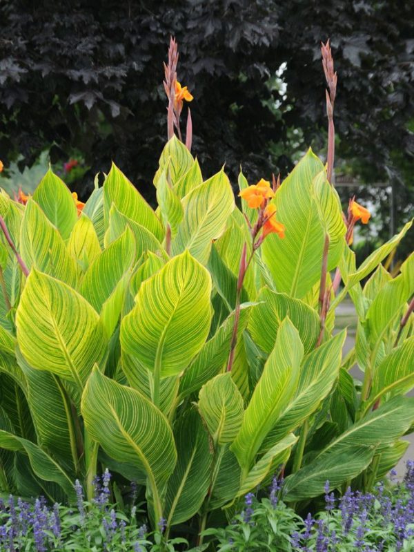 Canna 'Pretoria'