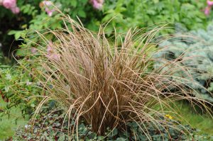 Carex flagelligera 'Auburn'