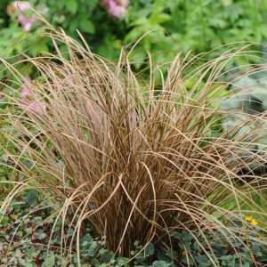 Carex flagelligera 'Auburn'