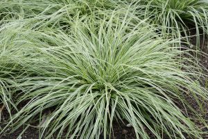 Carex oshimensis EverColor Everest 'Carfit01'